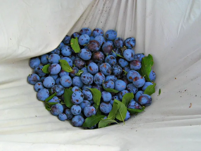 Very berry: Fraise, framboise, bleuet et yogourt